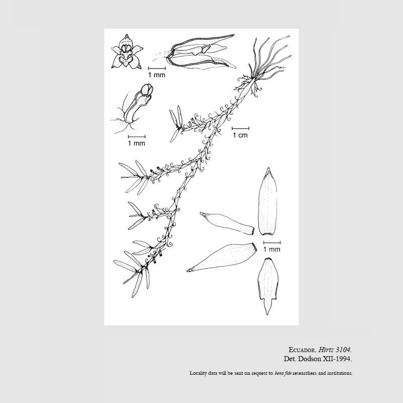 Pityphyllum saragurense